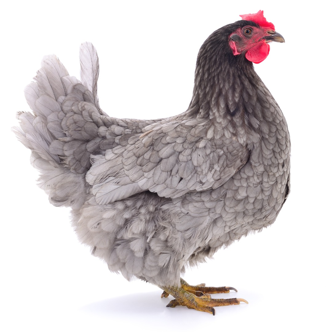 Poule Brahma Ma Paulette — free download